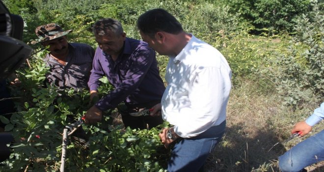 Bitliste ‘Fıstık Yetiştiriciliği Geliştirme Projesi