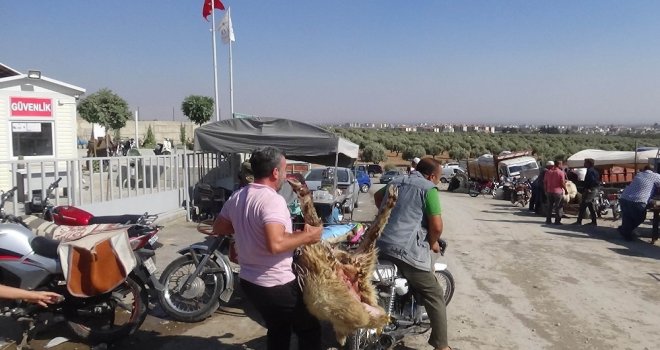 (Özel) Motosikletle Kurbanlık Sevkıyatı