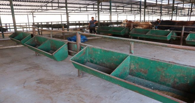 Manisa Hayvan Pazarında Padoklar Boş Kaldı