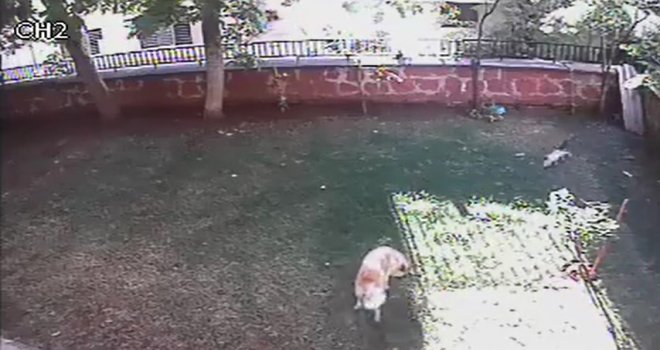 Yavruları İçin Kendisini Tehlikeye Attı