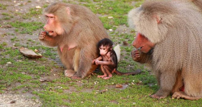 İlk karne hediyesi Büyükşehir'den