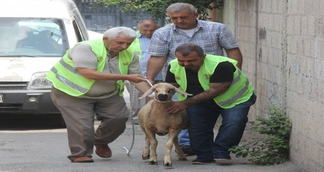 Sürpriz Kurbanlık Gözyaşlarına Boğdu