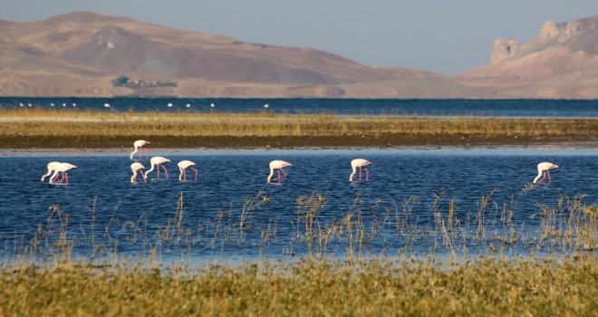 Vanda Doğunun Kanatları Erçek Gölü 8. Flamingo Festivali