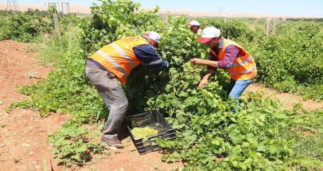 Belediyenin Yetiştirdiği Üzümler Yoksulların Sofrasına Gidiyor