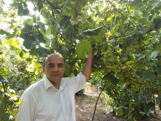 Fındık Hasat Tarihleri Açıklandı