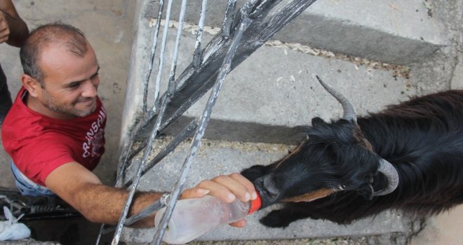 Pazardan Aldığı Keçi Çocuğu Gibi Oldu