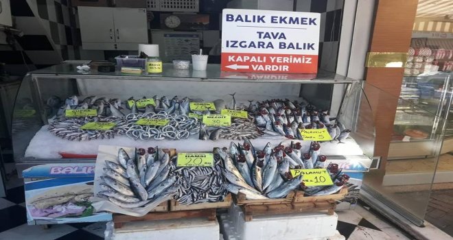 Sezonun İlk Palamutları Tezgahlarda Yerini Aldı