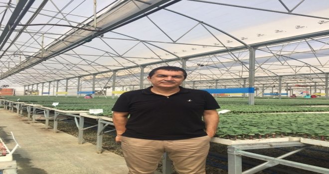 Domateste Amerikan Tohumu Kullanmayacak