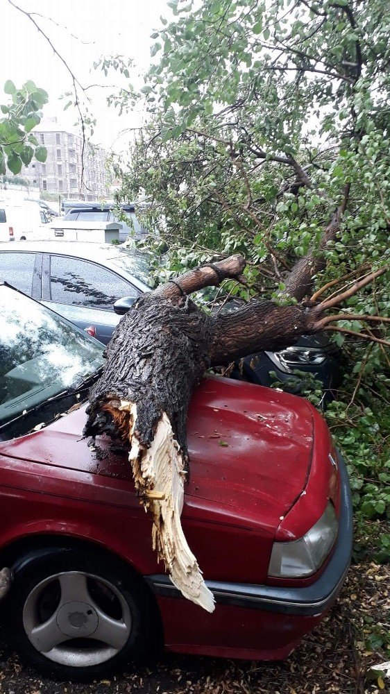 Araçların Üzerine Ağaç Düştü