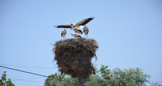 Leylekler Köyün Sembolü Haline Geldi