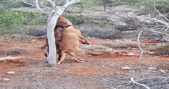 Kktcde Asılı Köpekler İle İlgili Soruşturma Başlatıldı