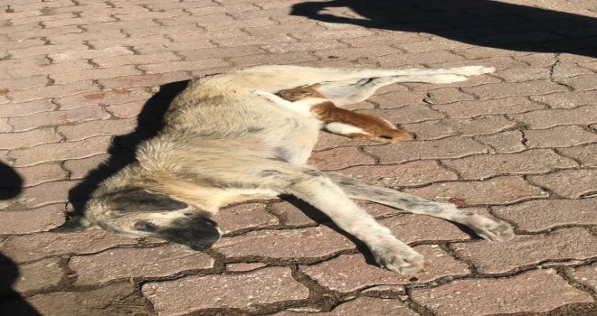 Sokak Köpeği, Kediye Annelik Yapıyor