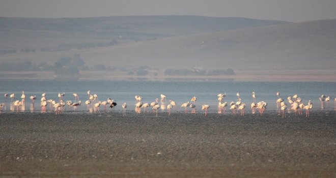 Seyfe Gölünde Flamingolar Arasındaki Turnalar Görenleri Şaşırttı