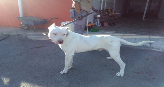 Tehlikeli Köpek Irkı Besleyenlere 12 Bin 600 Tl Ceza Kesildi