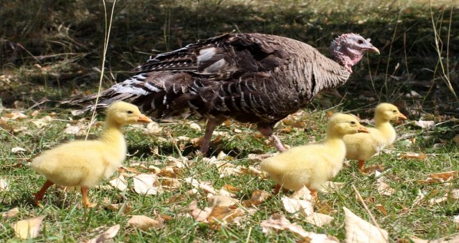 (Özel) Çin Irkı Kaz Yavrularına Hindi Sahip Çıktı