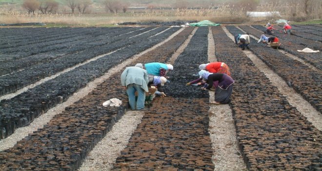 Siirt Fıstıkta Damlama Sistemini Kullanacak