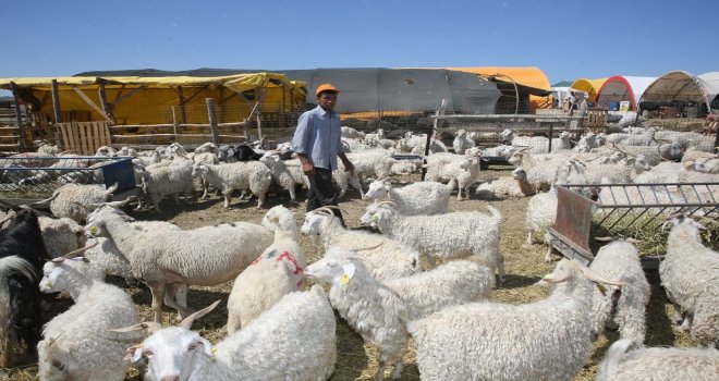 Sincan Kurban Bayramına Hazır