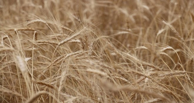 2 Bin Yıllık Ata Tohumu Buğday Verdi