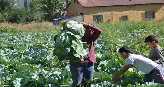 Muşta Lahana Hasadı 1,5 Ay Erken Başladı
