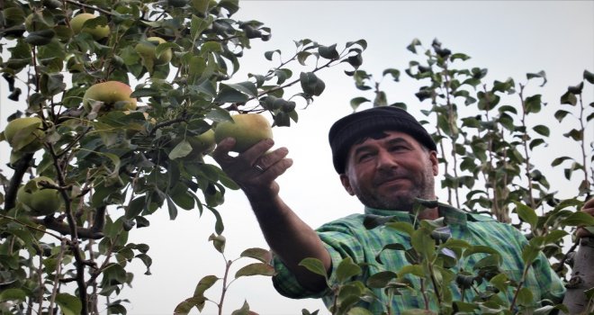 (Özel Haber) Bu Armudun Tanesi 1 Kilo Geliyor