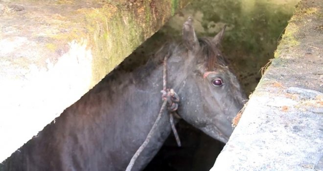 Abhazyada At Kurtarma Operasyonu