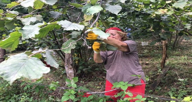 Doğu Karadenizde Fındık Hasadı Resmen Başladı
