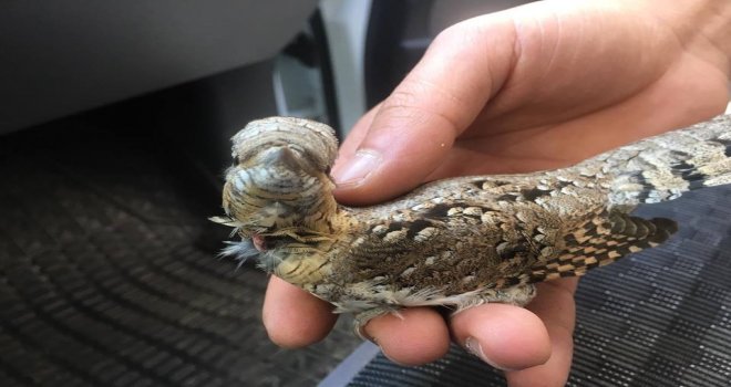 Yaralı Boyun Çeviren Kuş Tedavi Altına Alındı