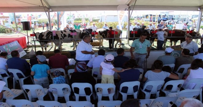 Birinci Olan İnek Sahibine Almanya Gezisi Kazandıracak