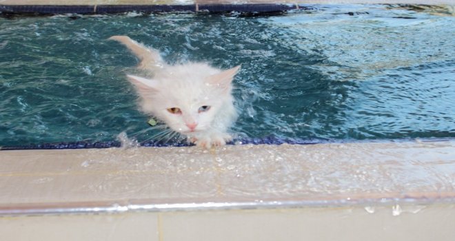 (Özel) Vanda Yüzücü Kediler Yetiştirilecek