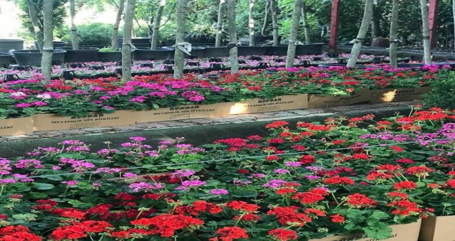 Kurban Bayramında Mezar Ziyaretine Çiçek İkramı