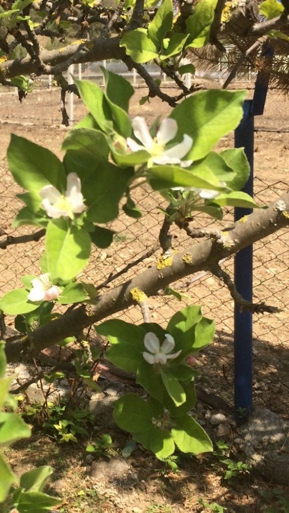 Sıcak Havaya Aldanan Elma Ağaçları Çiçek Açtı