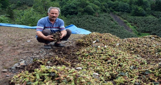 Orduda Sağanak Zarara Yol Açtı
