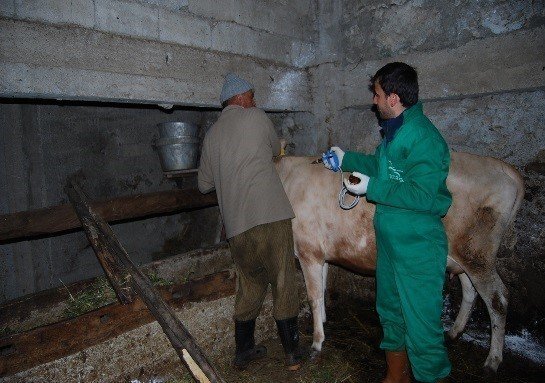 Trabzonda Şap Hastalığına Karşı 132 Bin 576 Büyükbaş Hayvan Aşılanacak