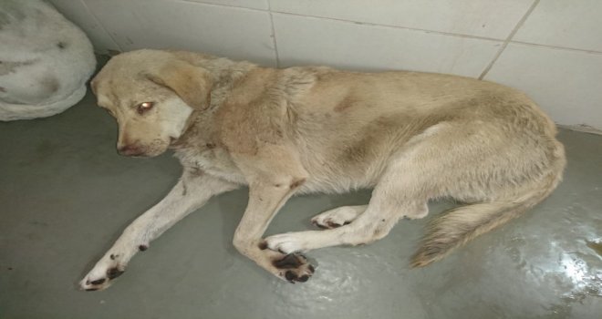 Ispartada Av Tüfekli Köpek Katliamı