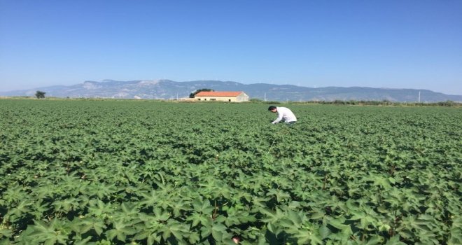 Söke Ziraat Odasından Pamukta Ballık, Zeytinde Sinek Uyarısı