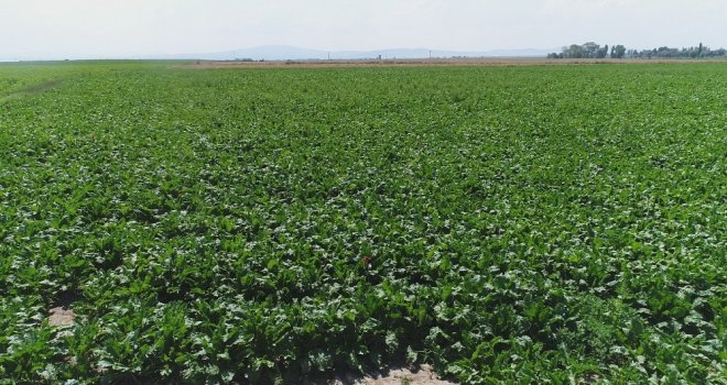 Pancar Üretimini 4 Katına Çıkardılar