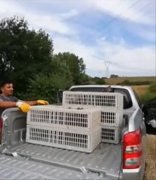 Tekirdağda Doğaya 50 Çil Keklik Salındı