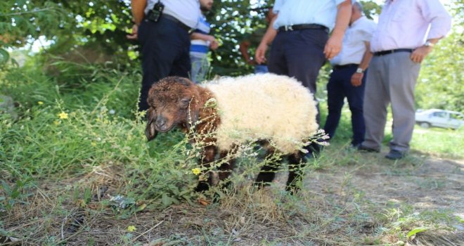 Çöp Konteynerinde Bulunan Kuzuya Belediye Sahip Çıktı
