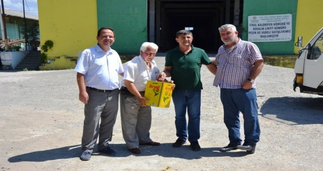 Bigada Ayçiçeği Alımı Başladı