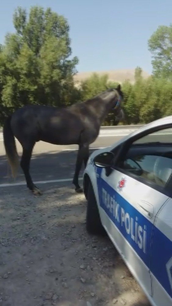 Uygulama Noktasına Giren At, Polislere Zor Anlar Yaşattı