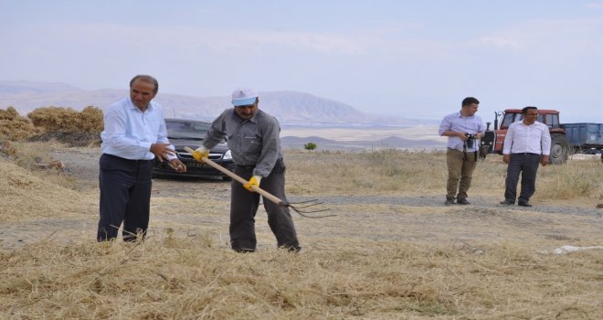 Arguvanda Nohut Hasadı Başladı
