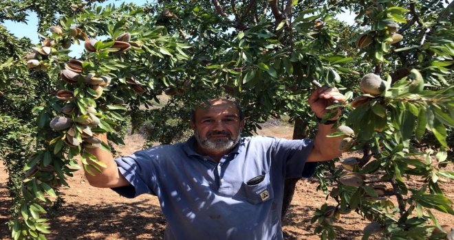 Organik Badem Büyük Rağbet Görüyor