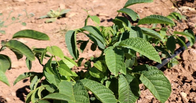 Hekimhan Belediyesi Ceviz Fidanı Yetiştiriyor