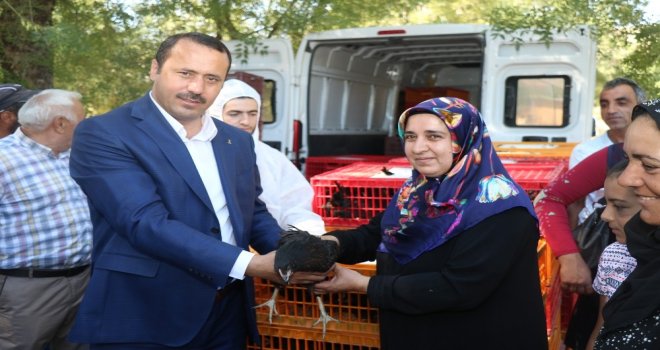Elazığda 95 Aileye Yumurta Tavuğu Hibe Edildi
