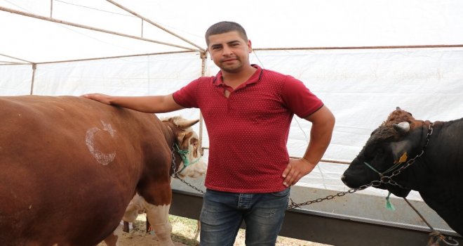 Besiciler Satışlardan Memnun, Yem Fiyatlarından Şikayetçi