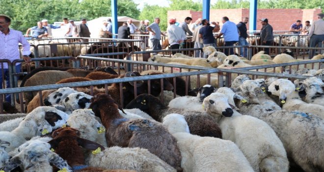 İl Müdürü Şahin Kurbanlık Hayvan Satış Yerlerini Denetledi