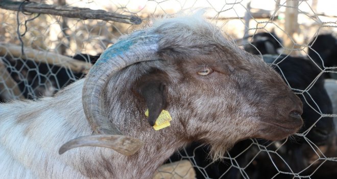 Arefe Günü Pazarlıklar Sıkılaştı