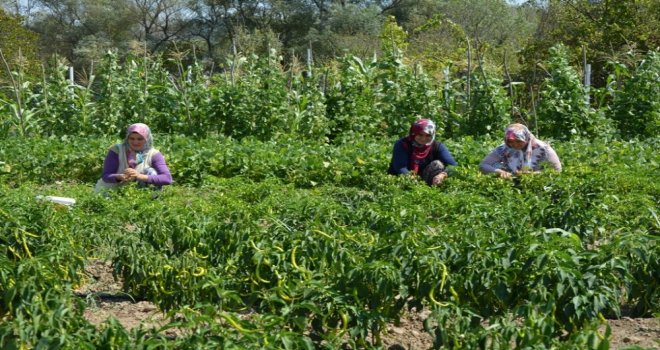Başkan Tatlıoğlundan Yöre Kadınlarına İstihdam Desteği