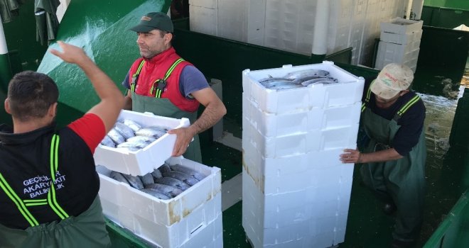 Akçakocada Balıkçılar Karadenizden 40 Ton Palamutla Döndü