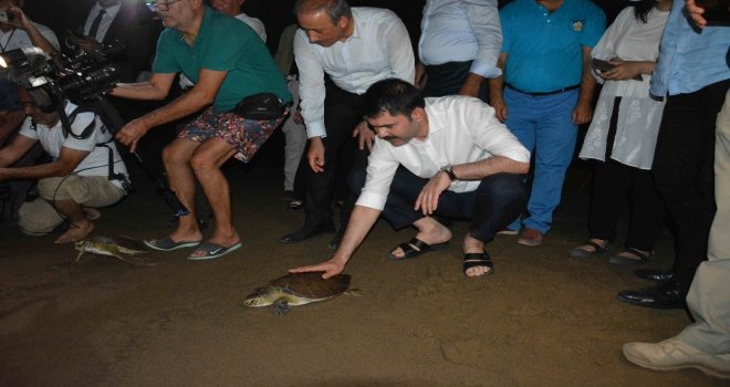 Bakan Kurum Caretta Carettaları Denizle Buluşturdu